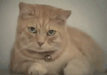 Что нужно котикам?