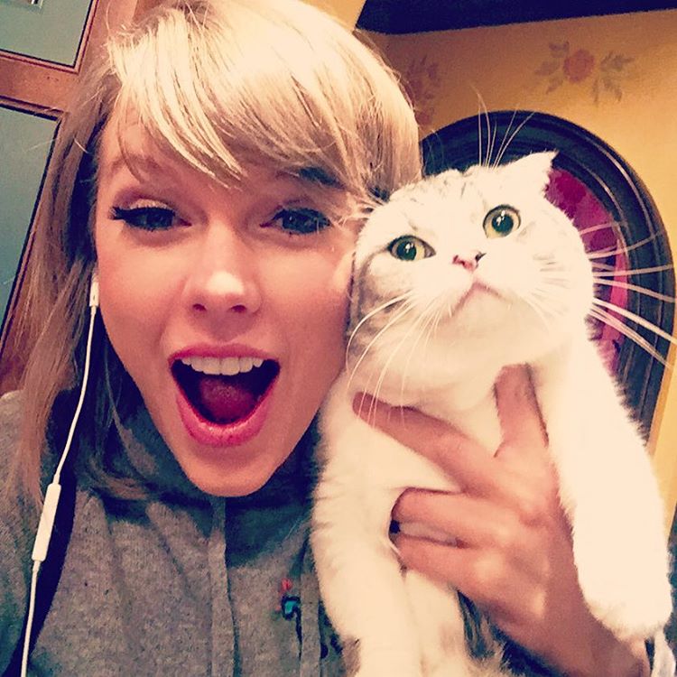 Кошка Тейлор Свифт хотела съесть ее награду VMA